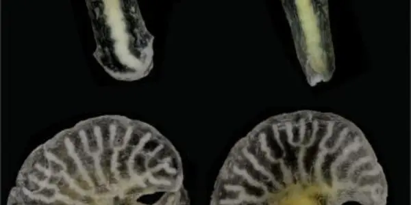 Dendrogrammatidae: New Deep Sea Mushroom-Shaped Organisms Discovered