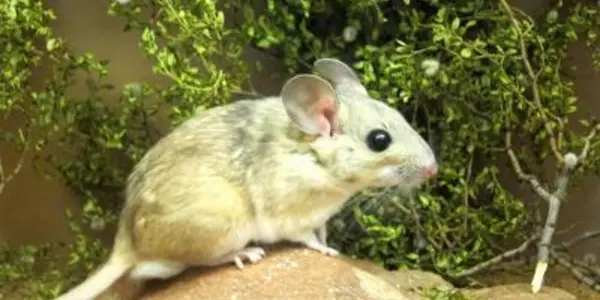 Probiotic Plus: Fecal Transplants Let Packrats Eat Toxic Food