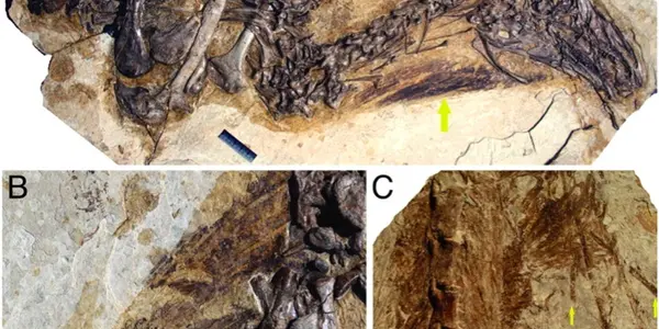 Primitive Dinosaur Feathers