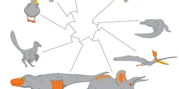 Dinosaurs Weren't Green, Some Even Had Colors Like Peacocks