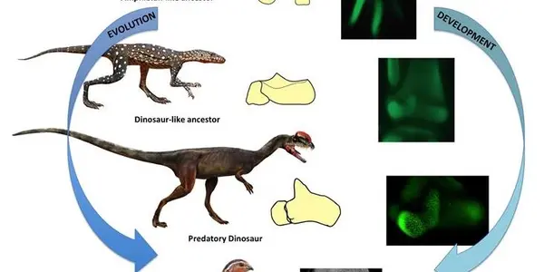 Dinosaur Ankle Re-Evolved Amphibian-Like Development In Birds