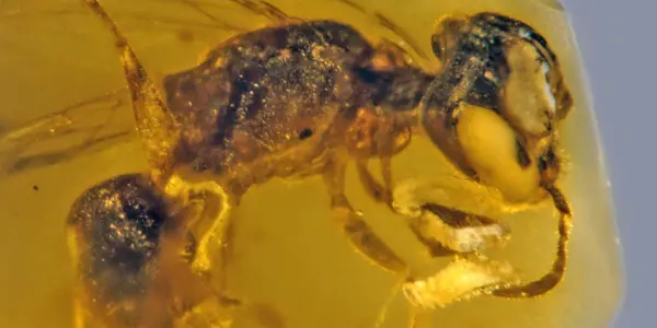 Discoscapa Apicula: Oldest Record Of Primitive Bee With Pollen Dates Back 100 Million Years