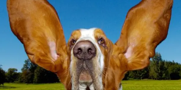 Dog Brains Process Human Speech The Way Humans Do