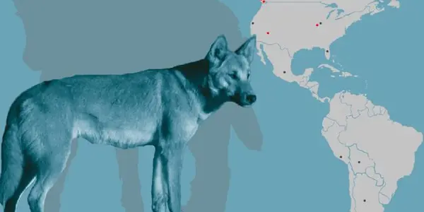 Migration To America: Canine Genetics Tell The Story