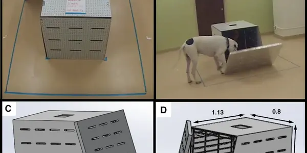 Does Your Dog Really Want To Rescue You? Yes