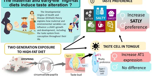 Prenatal High-Fat Diets Linked To Preference For Salty Food - In Female Rats