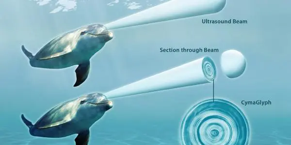 Cymascope - High Definition Imprints May Mean Deciphering Dolphin Language