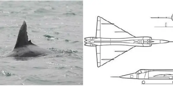 Dolphins And Delta Wings
