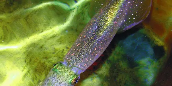 Comparative Genomics Shows Squid Optimize DNA 'Blueprint' Through RNA Editing