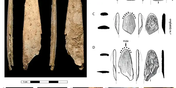 Neanderthals Made The First Bone Tools, Not Modern Humans, Says Paper