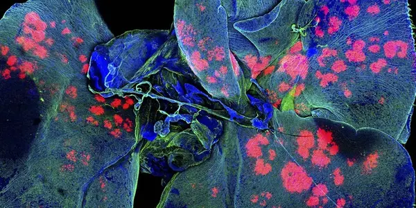 Wellcome Images Awards 2015 - Science Becomes Art