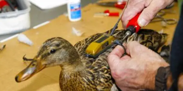 Duck Dynasty Can Thank Federal Conservation Policies