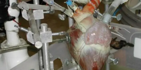 Dynamic Heart System Makes Animal Heart Pump Outside The Body