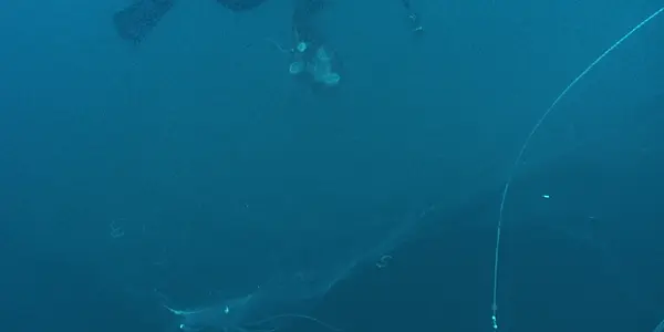 Squid Egg Masses Are 100% Awesome