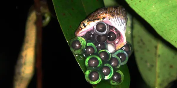 Dance Of The Dirty Frog: New Mating Position In Indicator Species Discovered