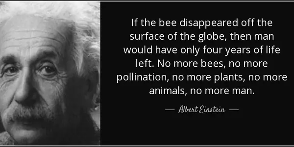 The Real Reason Europeans Invented That Einstein Quote About Bees - Money