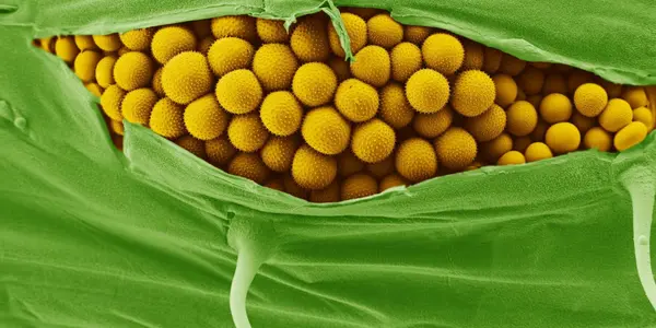 Yellow Rust  Threatens Wheat Production - Field Pathogenomics To The Rescue