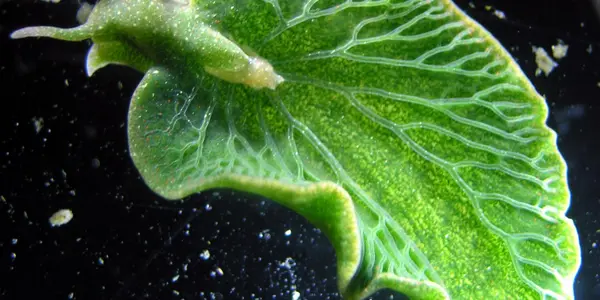 Functional Gene Transfer: How A Sea Slug Came To Photosynthesize Like A Plant