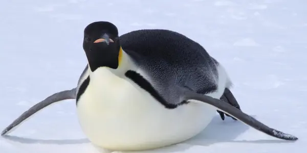 Where Emperor Penguins Survived The Last Ice Age Interglacial