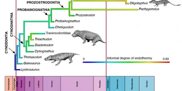 Permian-Triassic Mass Extinction Triggered Switch To Warm-Bloodedness