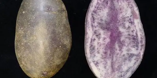 Entzia And Miren - Two New Potato Varieties