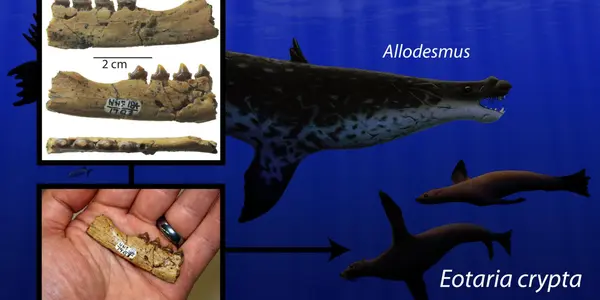 Happy Darwin Day: Eotaria Crypta Fossil Ends 5-Million-Year 'Ghost Lineage'