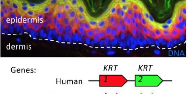 The Evolutionary Origins Of Skin