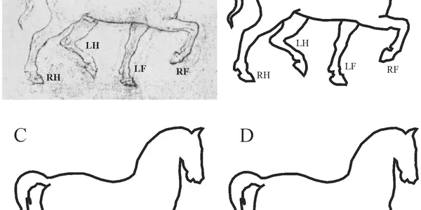 Cavemen Were Better At Animal Art Than Leonardo Da Vinci