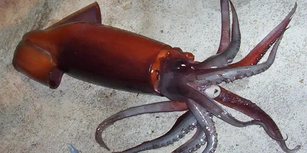 Squid On The Radio