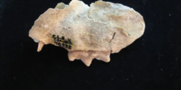 Ancient DNA Shows Perfect Storm Felled Ice Age Giants