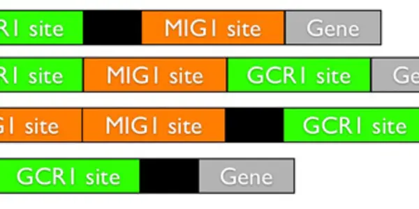 Going Beyond Nature's Limits to Learn the Logic of Gene Regulation