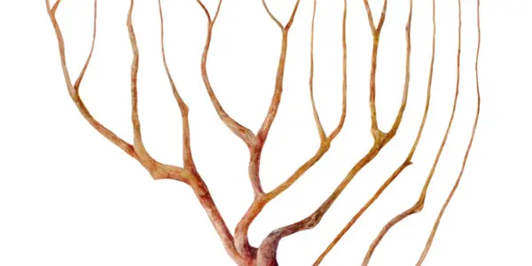 Improving Understanding Of Mammal Evolution