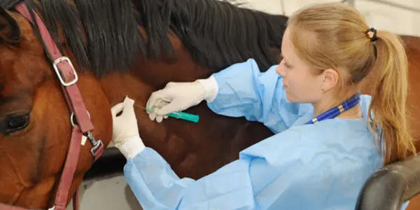 Sexism Straight From The Horse’s Mouth: Life As A Female Veterinarian