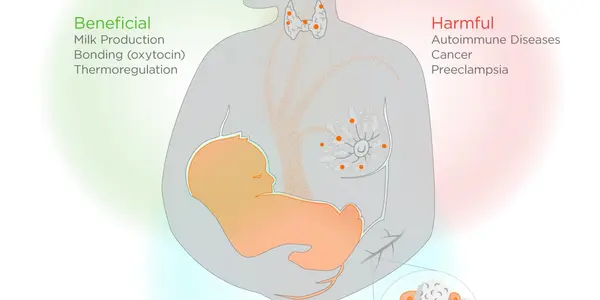 Fetal Attraction: How Baby Cells Impact Maternal Health During Pregnancy