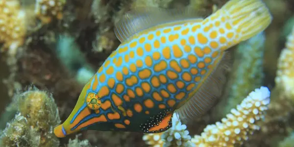 Chemical Crypsis: Fish Use Camouflage From Diet To Avoid Predators