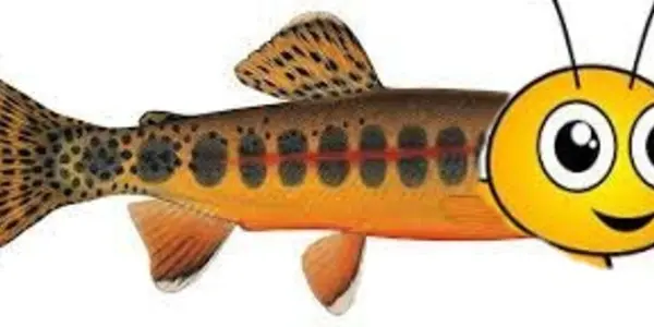 In California, Bees Are Legally Fish