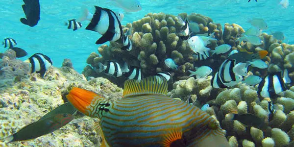 A Strange Tale Of Fish Eye Evolution