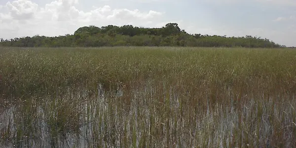 Like The Everglades The Way They Are?   Thank Garbage