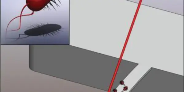 It's Flagella Against The Cantilever For The Fate Of Bacteria