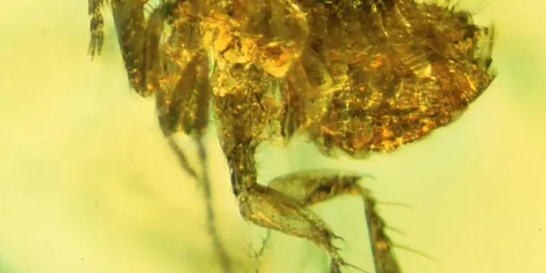 Ancient Flea Bacteria May Be Ancestor Of The Black Death