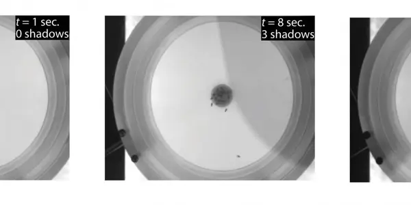 Do Flies Know Fear?