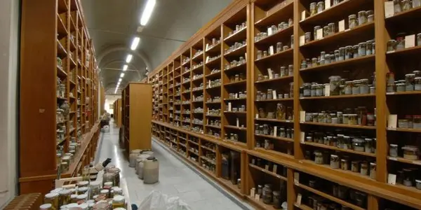 Relevance In Decline? Italian Natural History Museums On The Verge Of Collapse