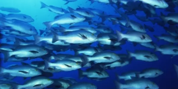 Forget Spidey Sense, Fish Sixth Sense Uses Flow Signals And Hydrodynamic Antennae