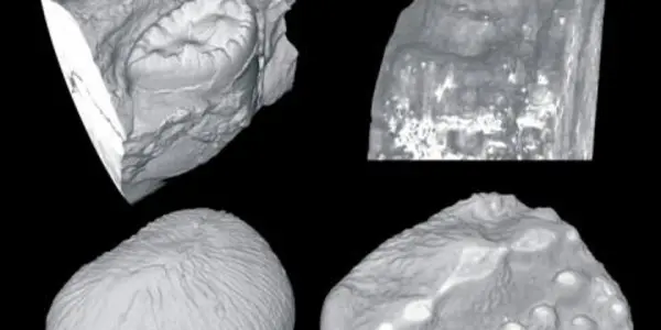 Crocodiles Don't Clean Their Teeth, They Get Rid Of Them And Grow New Ones