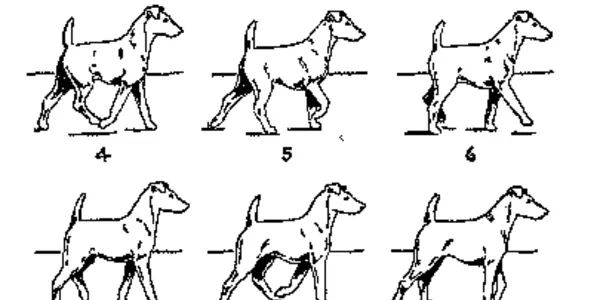 How Do Dogs Walk? Even Animal Anatomy Experts Get It Wrong 50 Percent Of The Time