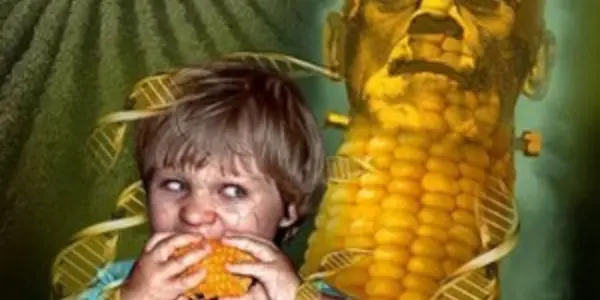 Oops, Just Lab Contamination: GMO Genes Do Not Pass From Food Into Blood
