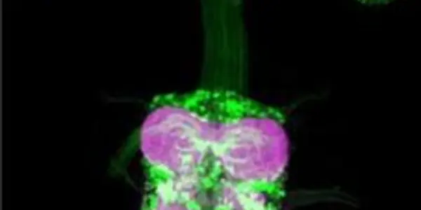 Brain Cartography - Mapping Sexual Dimorphism In The Fruit Fly Mating Dance