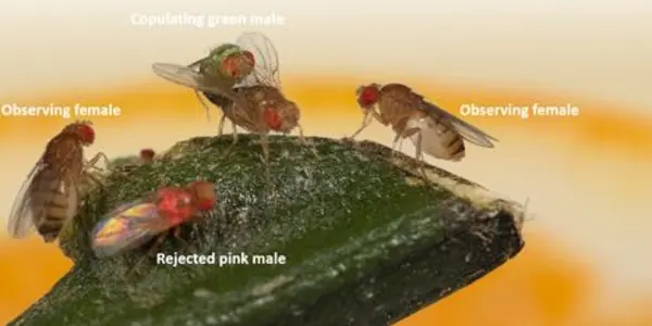 Fruit Flies Have The Cognitive Ability To Learn Sexual Preferences - And Perhaps Transmit Them Culturally