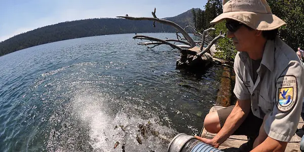 Lahontan Cutthroat Trout Species Never Knew It Was Extinct