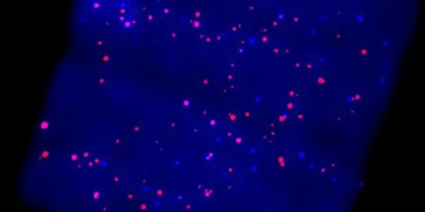Galactic Ridge X-ray Emission Has Millions Of Sources
